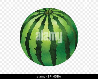 Hand painted watercolor illustration of a whole green watermelon with realistic texture, isolated on white. Vector. Stock Vector