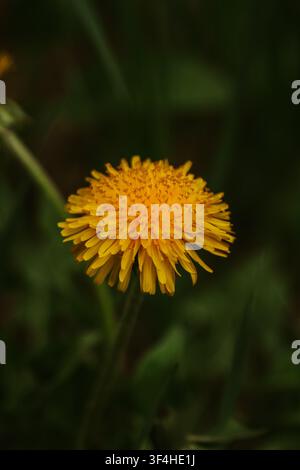Close up of a Dandelion in bloom Stock Photo