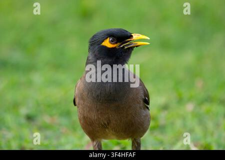 Common myna bird feeding on found food along a roadside, capturing ...