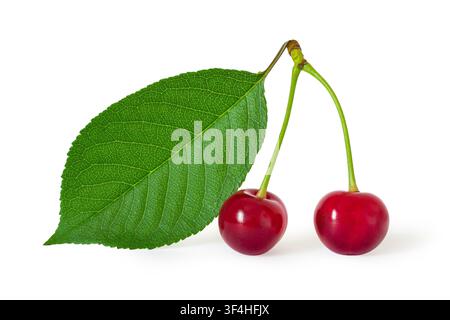 Two red cherries with green leaf on white background. Fresh organic fruit for healthy diet and culinary ingredient. Isolated berry for food design. Stock Photo