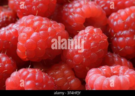 Fresh ripe raspberries close up. Organic red berry background. Healthy food and summer harvest concept. Stock Photo