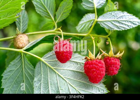 Ripe red raspberries growing on a green bush. Fresh organic fruit harvest in a garden. Healthy food and summer nature concept. Stock Photo