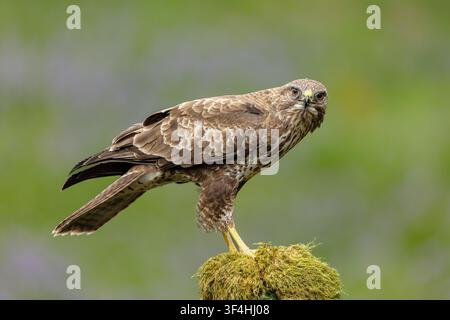 Buzzard, Scientific name: Buteo buteo, Close up of a common buzzard, perched on a moss covered tree stump and facing front with an intent stare.  Clea Stock Photo