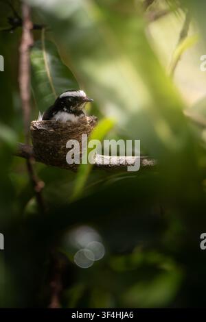 White-browed fantail (Rhipidura aureola) brooding inside its cup nest on a tree branch, camouflaged by green leaves under natural sunlight. Stock Photo