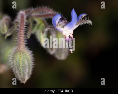 Macro photo of borage flower showing blue star shaped petals and detailed floral structure in natural habitat ideal for biodiversity and botanical top Stock Photo