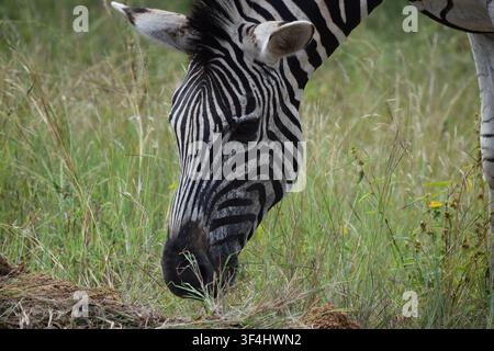 Close-up of a plains zebra grazing in tall grass in Kruger with the head lowered and with stripe patterns clearly visible. Stock Photo