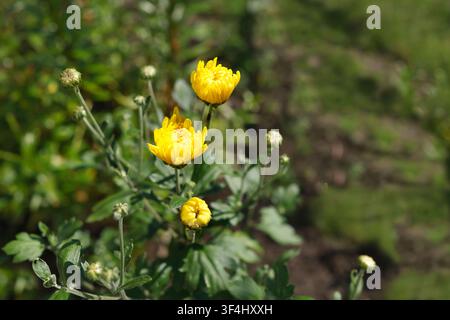 Yellow chrysanthemum flowers blooming in sunny garden. Bright blooming buds growing on green bush background. Sunlit botanical details of autumn Stock Photo