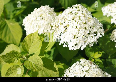 White hydrangea arborescens flowers closeup. Smooth hydrangea blooming in summer garden. White annabelle blossom on green foliage background. Sunlit Stock Photo