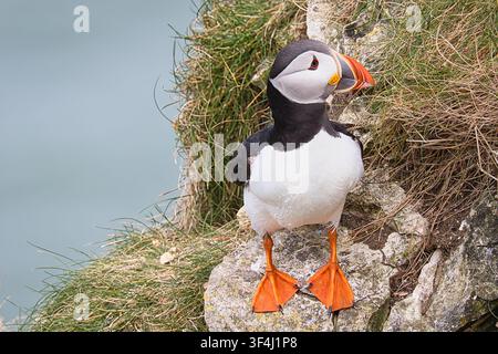Puffin Stock Photo