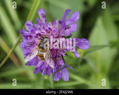 A wedge-spotted hoverfly (Eristalis tenax) is perched on a purple flower with green leaves in the background, Goms, Canton of Valais, Switzerland Stock Photo