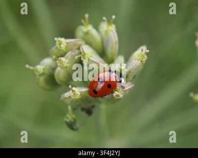 Close-up of a ladybird, the seven-spot ladybird (Coccinella septempunctata), on plant buds against a green background, Goms, Canton of Valais, Switzer Stock Photo