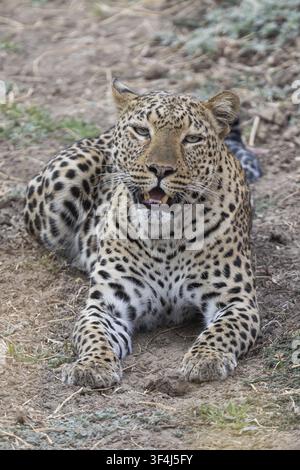 Leopard (Panthera pardalis), lying down, South Luangwa National Park, Zambia Stock Photo