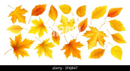 Fall leaf set vector on white background with realistic golden and orange foliage. Maple and oval leaves feature smooth gradients and detailed autumn Stock Vector