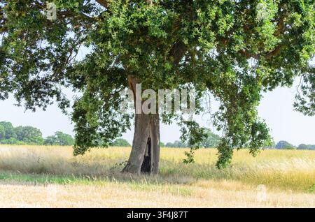 A large tree trunk with a hollowed-out base in full leaf uk Stock Photo