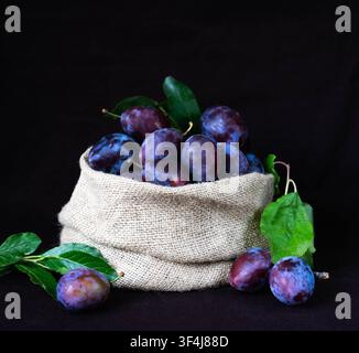 Fresh ripe purple plums in a rustic burlap sack on a dark background. Organic seasonal fruit with green leaves in a still life composition. Stock Photo