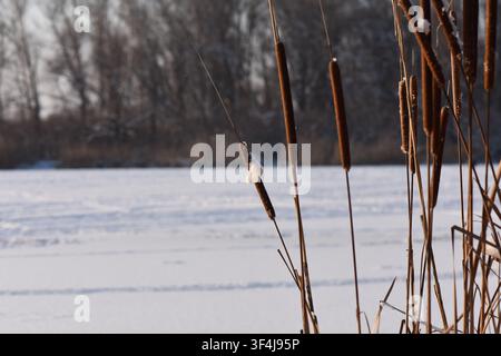 Dry reeds on frozen river covered with snow Stock Photo