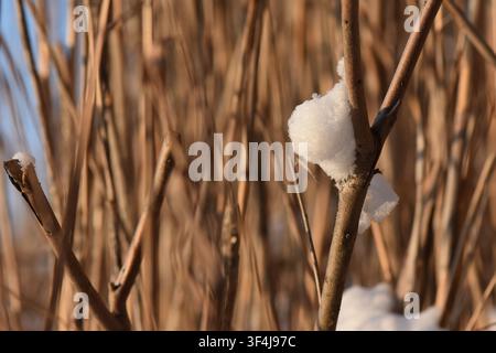 Dry reeds on frozen river covered with snow Stock Photo