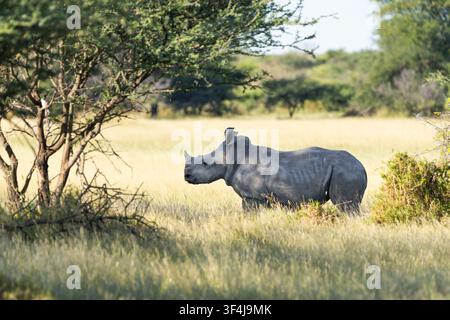 White rhino (Ceratotherium simum) baby calf standing in grassland. Side view of full body. Botswana, Africa Stock Photo