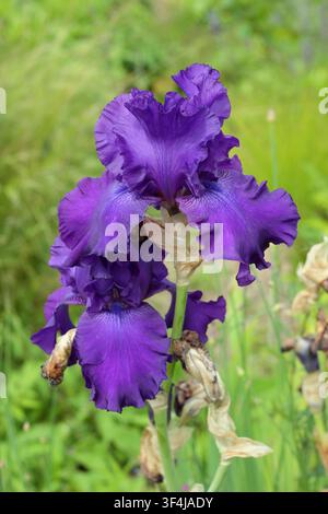 Iris Titan's Glory, bearded iris, tall perennial with dark purple flowers in an English garden. UK Stock Photo