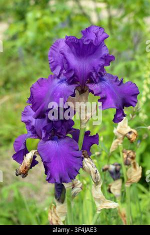 Iris Titan's Glory, bearded iris, tall perennial with dark purple flowers in an English garden. UK Stock Photo