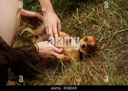 Closeup of female hands gently stroking the belly of a happy brown chihuahua puppy lying on the grass in a meadow, playful companionship, bonding Stock Photo