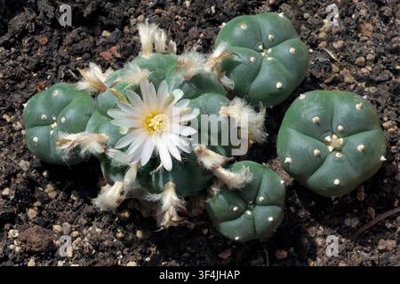 A peyote cactus in flower. Stock Photo