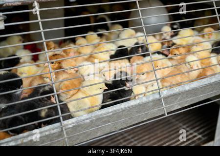 Baby chicks in a cage for sale, Honduras, Central America Stock Photo