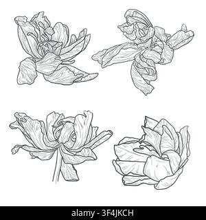 Flower with petals, black and white sketch. Vector illustration. A set of drawings of peonies, roses or tulips on a white background. For holiday card Stock Vector