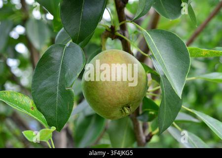 Single Pear Hanging on Tree Branch macro Stock Photo