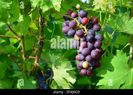 cluster of Ripe Purple Grapes Hanging on Vine in Vineyard among green leaves close up Stock Photo