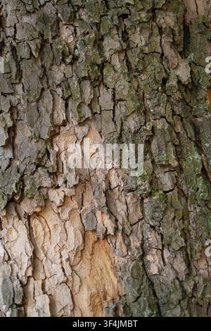 Detailed close-up texture of rough cracked tree bark with moss and exposed wood, natural organic wood background pattern Stock Photo