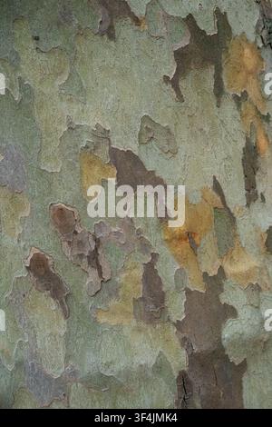 Vertical full frame texture of plane tree bark with multi-colored peeling layers, natural camouflage organic background pattern Stock Photo