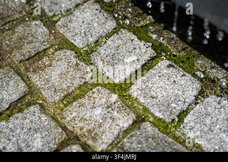 Diagonal close up of wet granite cobblestone pavement with green moss and water flowing over stones with falling drops Stock Photo