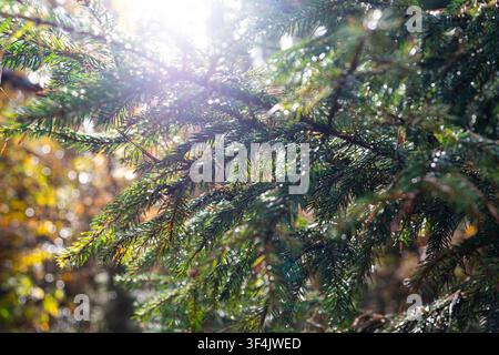 Macro close-up of dew drops hanging on evergreen pine needles. Stock Photo