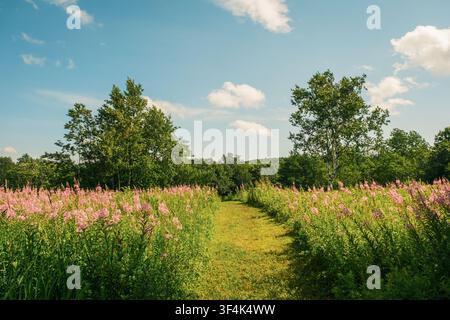 A grassy path lined with pink wildflowers through a field on Mount Greylock, Adams, Massachusetts Stock Photo