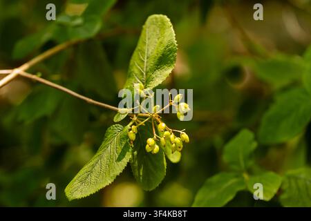 Close-up of young maple seeds and fresh green leaves growing on a tree branch. Stock Photo