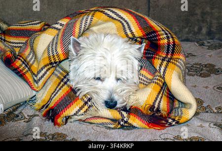 A small west terrier dog enjoys a peaceful sleep, comfortably wrapped in a colorful blanket on a soft bed. The quiet atmosphere adds to the dog's sere Stock Photo