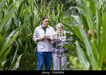 Agronomist team examining corn leaf while holding a tablet during a field inspection. Concept of field assessment, agricultural planning, teamwork and Stock Photo
