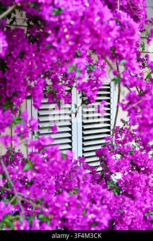 A picturesque vertical shot of bright purple bougainvillea blossoms blooming around a classic white window with wooden shutters. Perfect for Mediterranean lifestyle designs, summer travel concepts, European architecture visuals, and floral backgrounds. Stock Photo