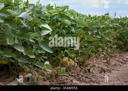 Lush green soybean field row under sunny sky, fresh young Glycine max agricultural plants growing in healthy fertile soil condition, organic summer cr Stock Photo