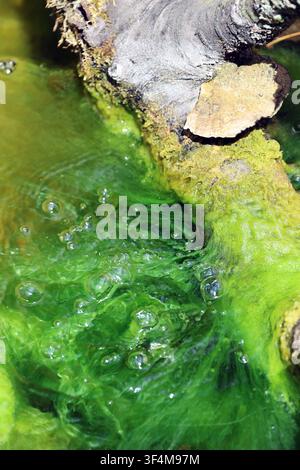 High-resolution close-up image of bubbling water with intense green and turquoise colors, swirling patterns and natural surface textures creating Stock Photo