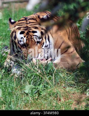 High-resolution close-up image of a tiger (Panthera tigris) resting in green vegetation, showing its distinctive striped coat and powerful facial feat Stock Photo
