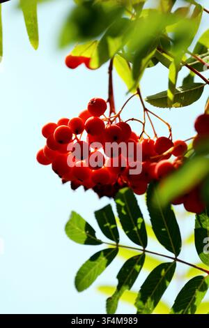 High-resolution close-up image of bright red rowan berries (Sorbus aucuparia) growing in dense clusters among green leaves, showing the colorful fruit Stock Photo