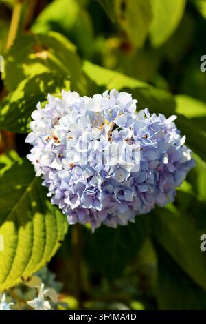 High-resolution close-up image of a pale blue hydrangea flower in bloom, surrounded by green foliage and illuminated by natural summer sunlight. Stock Photo