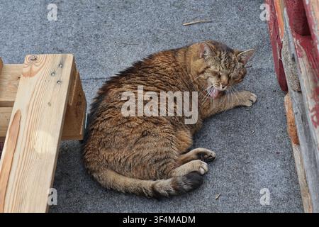 Relaxed Brown Tabby Cat Grooming While Resting Outdoors on Concrete Surface Stock Photo