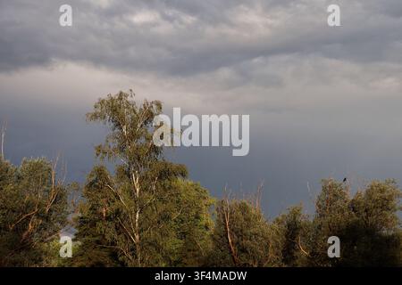 Dark Storm Clouds Gathering Over Forest Landscape Before Summer Thunderstorm Stock Photo