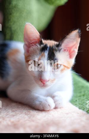 Young calico kitten resting on a soft cat tree perch beside a sunlit window Stock Photo