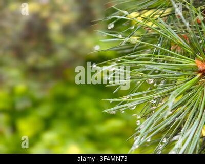Macro view of fresh rain water droplets resting on green pine needles, symbolizing purity, fresh beginnings, renewal and environmental wellness. Stock Photo