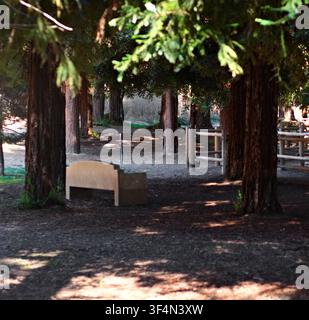 Sunlight filters through tall, dense trees. Wooden railings guide paths along the forest floor. Natural light creates warm, soft shadows beneath branc Stock Photo