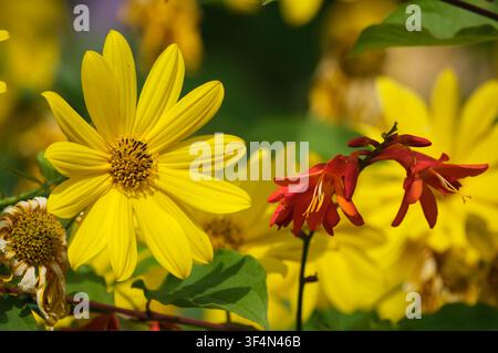 Wild flowers growing next to the stream in Romsey market town Hampshire England. Close-up of flower heads Stock Photo